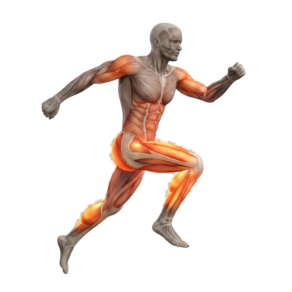 Broad jump anatomy diagram.