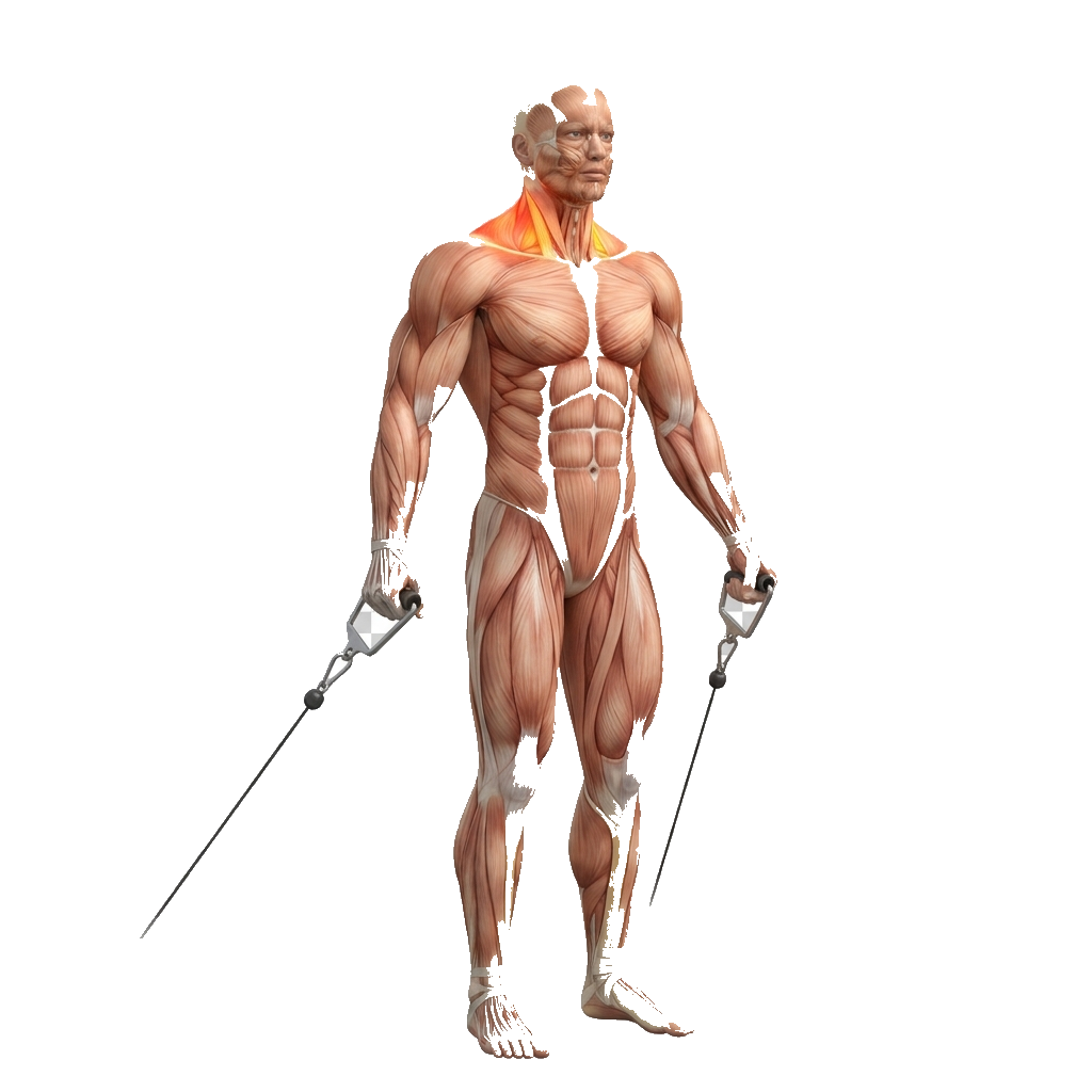 Cable shrug anatomy diagram.