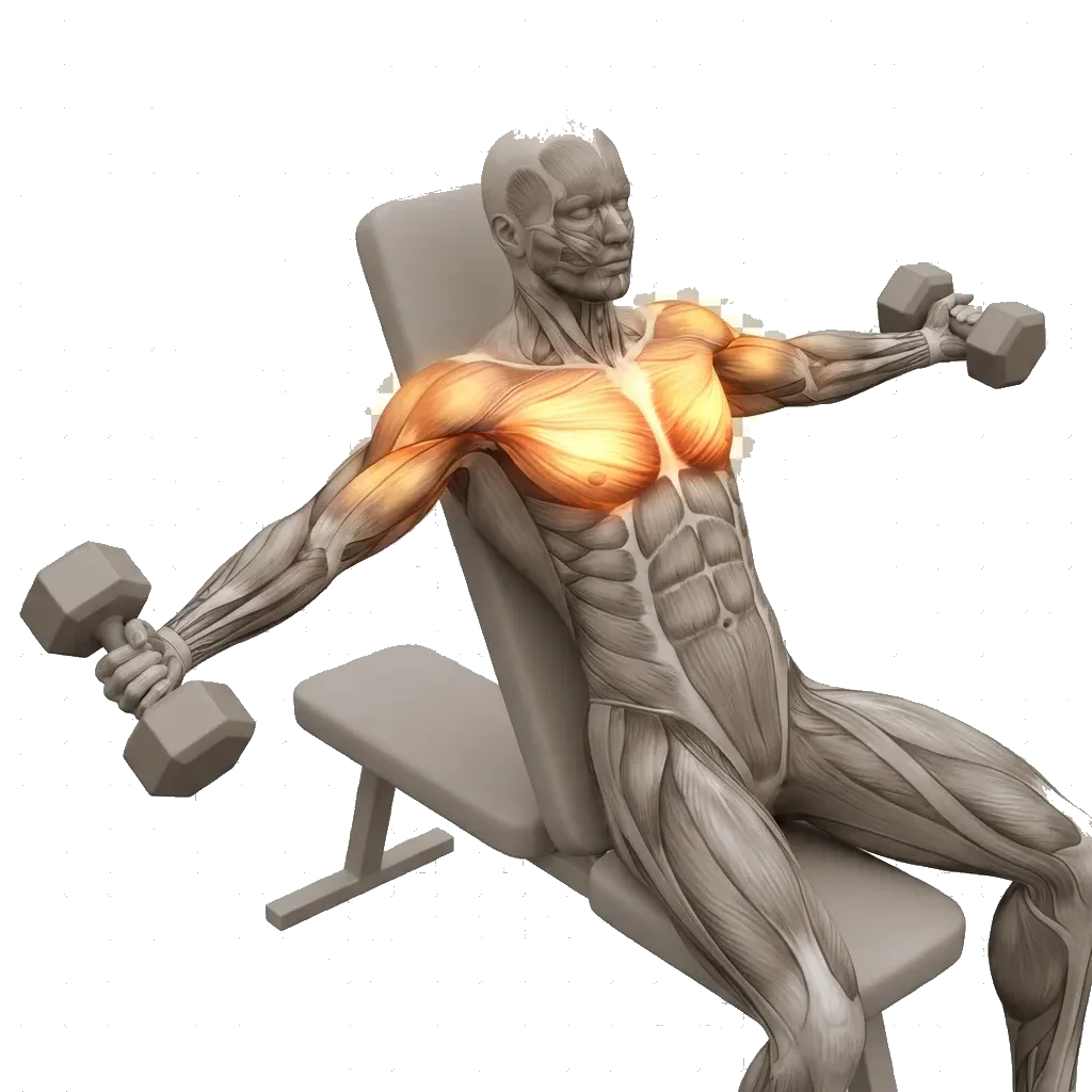 Flat dumbbell fly 5-frame range-of-motion animation