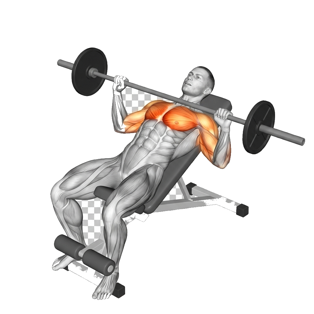 Decline barbell press anatomy diagram.