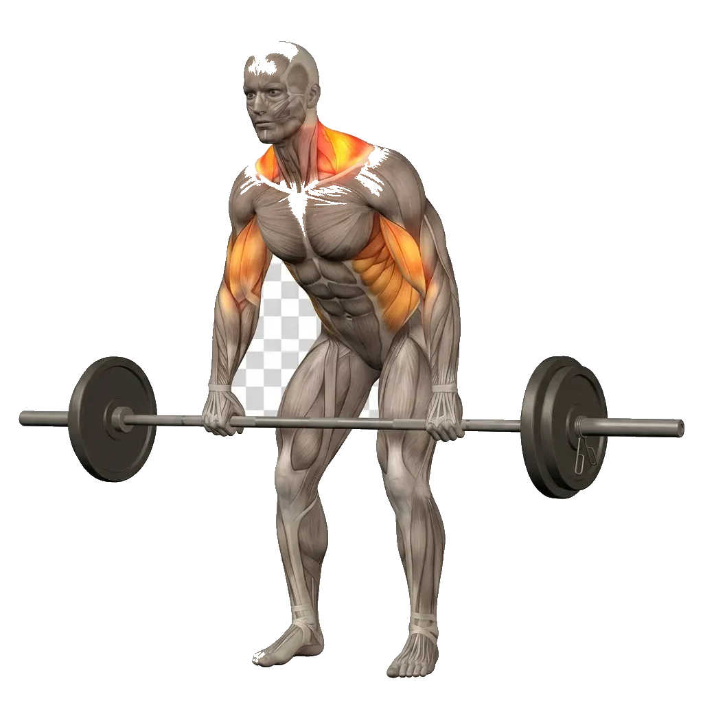 Kirk shrug (BB row + shrug) 5-frame range-of-motion animation
