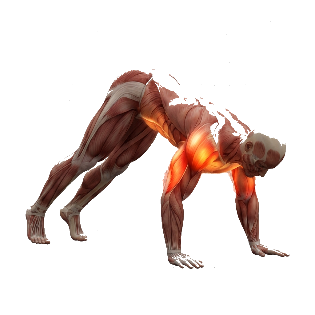 Pike push-up anatomy diagram.