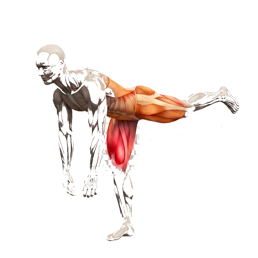 Single-leg Romanian deadlift anatomy diagram.