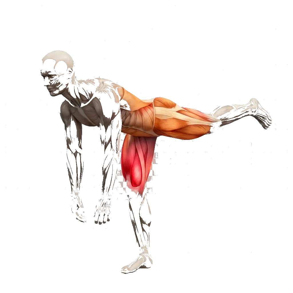 Single-leg Romanian deadlift 5-frame range-of-motion animation